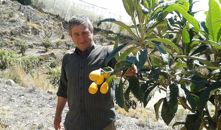Agricultor-nispero