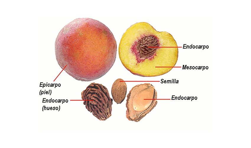 Partes de un melocotón