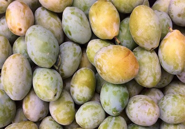 Ciruela pruna toscana