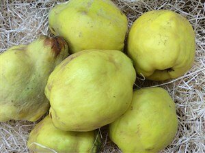 Membrillo. Cómpralo online en Fruta de La Sarga