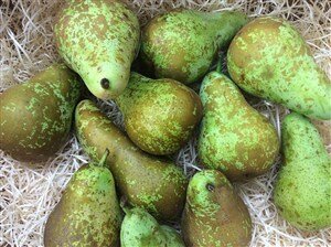 Comprar pera conferencia en Fruta de La Sarga