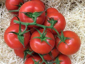 Tomate rojo en rama. Venta online en Fruta de La Sarga